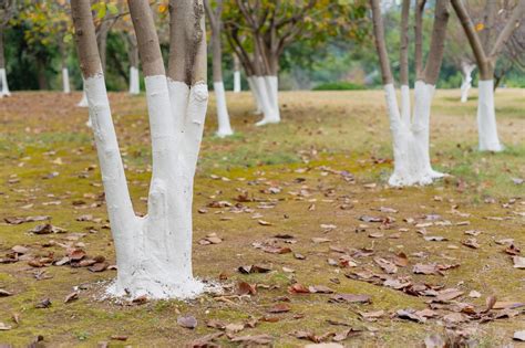 why are trees painted white in china